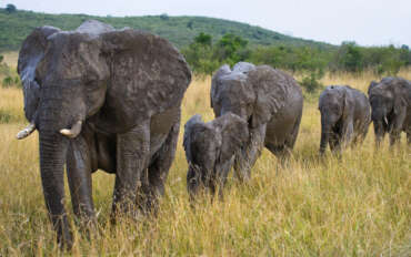 Rondreis Afrika Zambia olifanten in de natuur