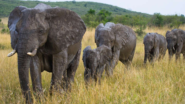 Rondreis Afrika Zambia olifanten in de natuur